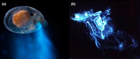 bioluminescent fish|Bioluminescent Ostracods .